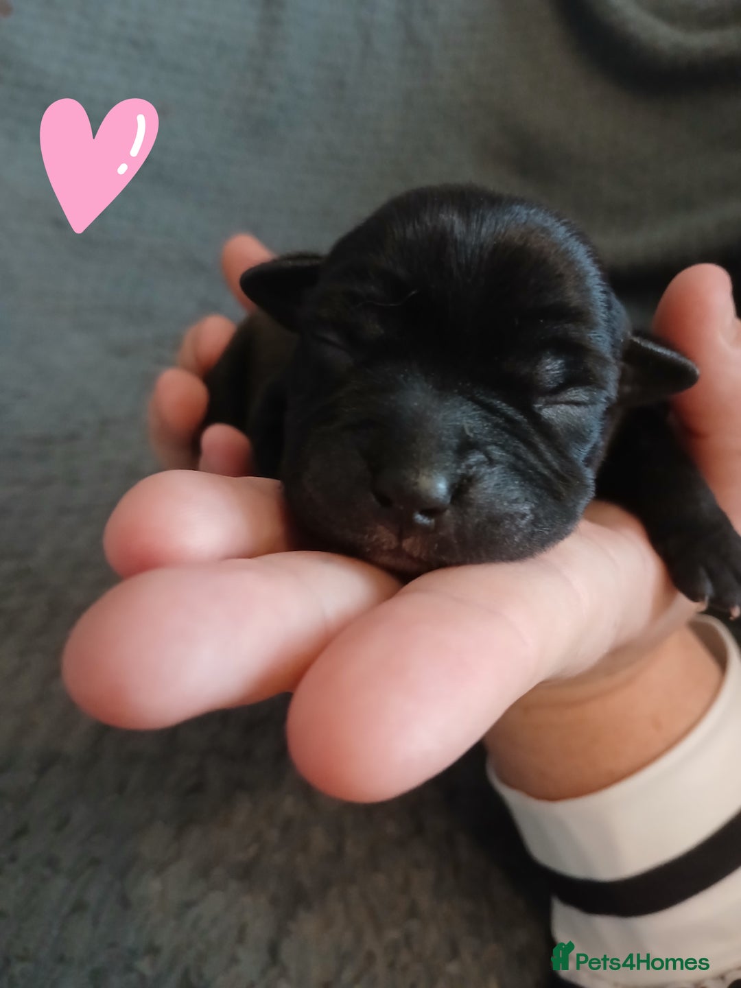 Staffordshire Bull Terrier dogs for sale: Black and blue staffing puppies  - Advert 9