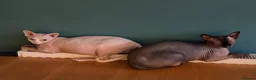 Sphynx cats for sale: Sphinx - Advert 9