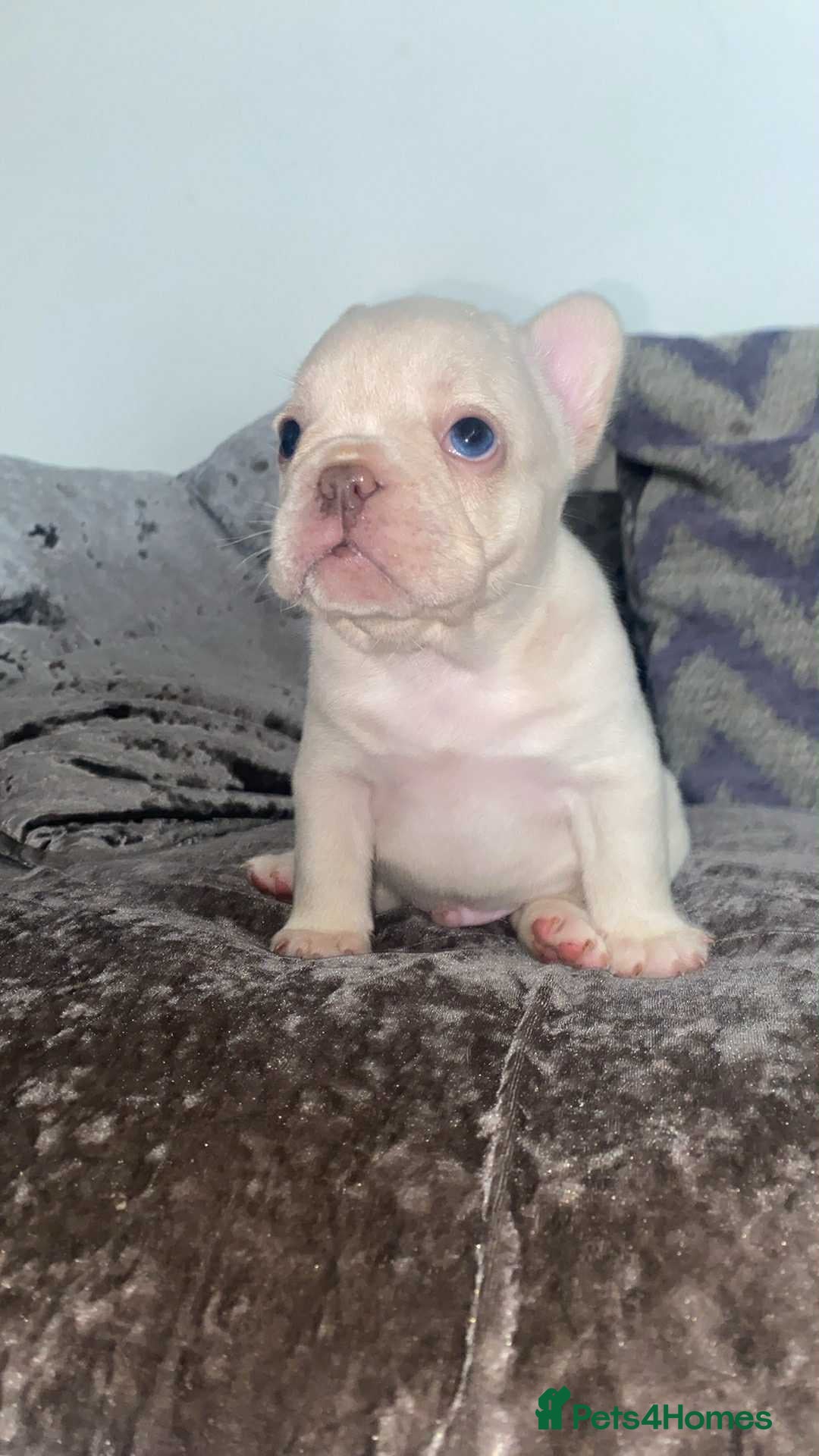 French Bulldog dogs for sale: Frenchie puppies  - Image 3