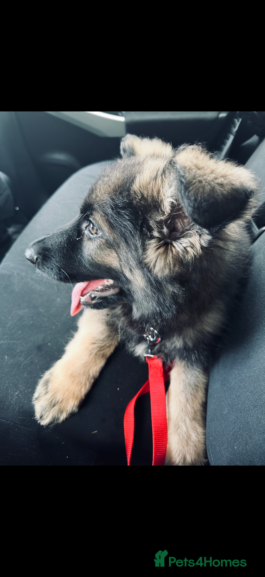 German Shepherd dogs for sale: 2YR old male German Shepherd looking forever home  - Image 4