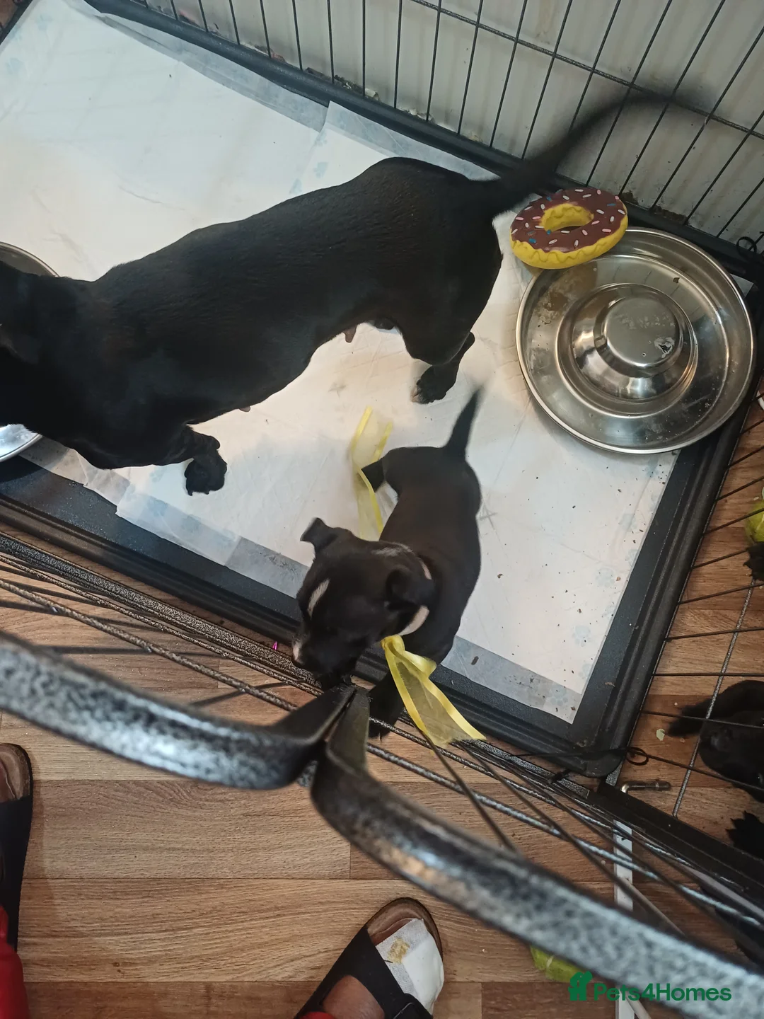 Mixed Breed dogs for sale: Staffordshire Bull Terrier quarter Jack Russell  - Advert 5