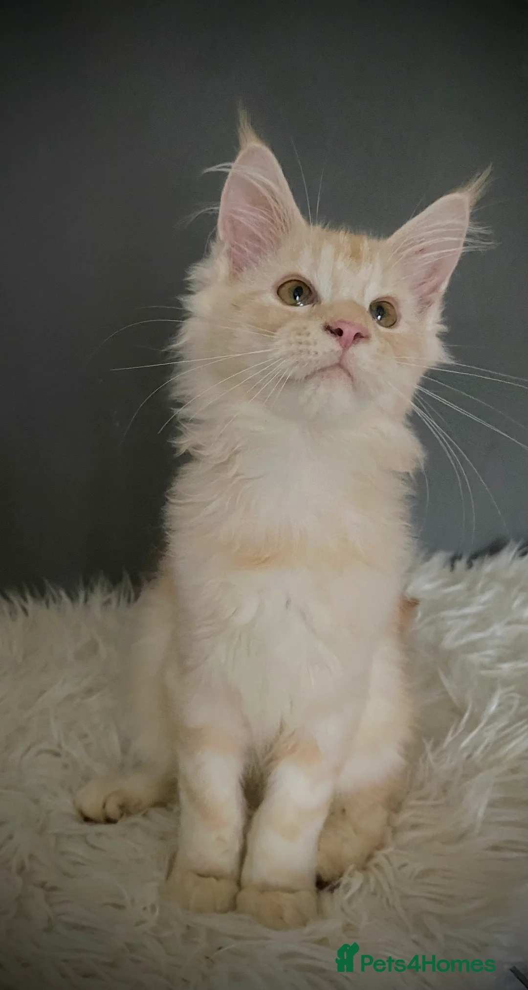 Maine Coon cats for sale: Full Maine Coon 16 wk kittens Large Russian lines - Advert 8