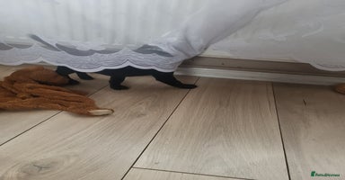 Labrador Retriever dogs KC registered champion blood line puppies - Advert 5