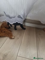 Labrador Retriever dogs KC registered champion blood line puppies - Advert 8