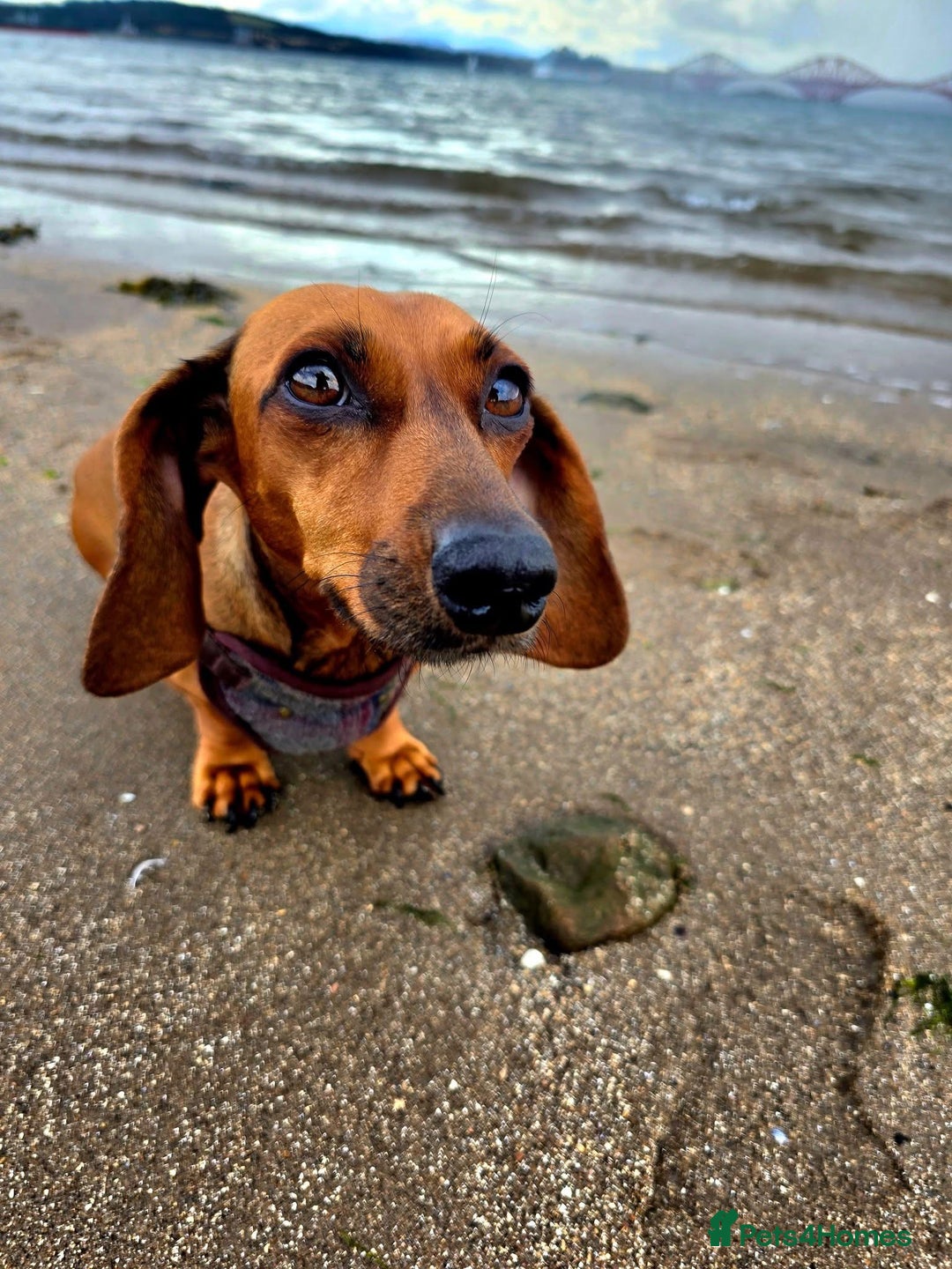 Miniature Dachshund dogs for sale: 3 gorgeous miniature dachshund girls  - Advert 26