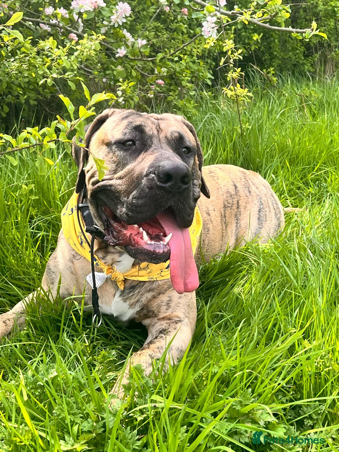 Canaries birds for sale: Kane looking for girlfriend - Advert 4