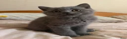 British Shorthair cats for sale: Ready to collect-GCCF British shorthair  kittens!  - Advert 1