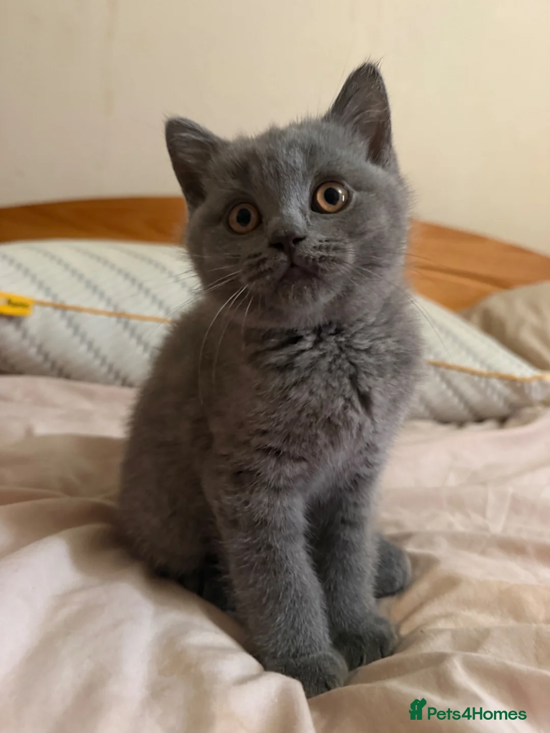 British Shorthair cats for sale: Ready to collect-GCCF British shorthair  kittens!  - Advert 1