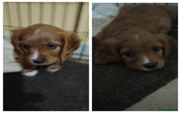 Cockalier dogs for sale: 🐾 Gorgeous Cockerlier Puppies – 3 left!🐾 - Image 7