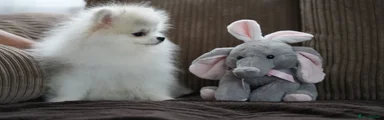 Pomeranian 2