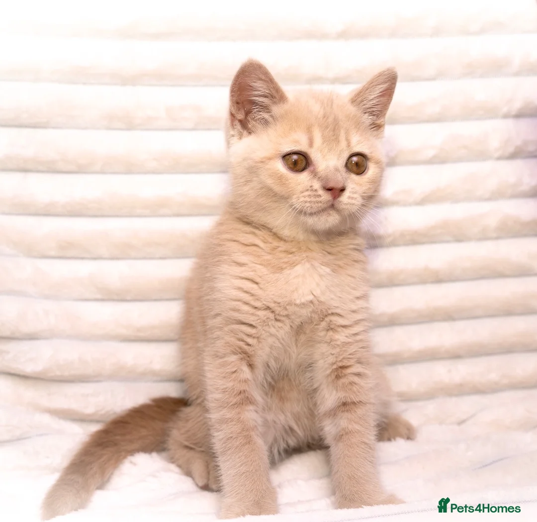 British Shorthair cats for sale: Cream British Shorthair Boy 🧸 - Advert 2