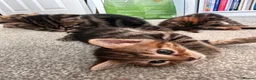 Mixed Breed cats for sale: Bengal cross kittens - Advert 3