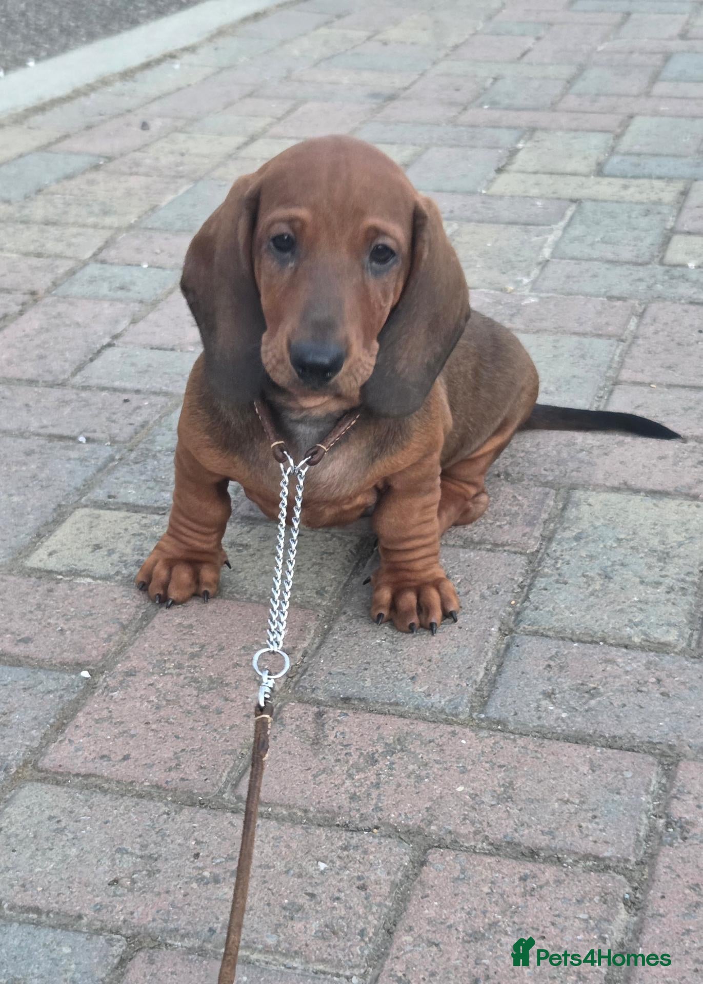 Dachshund dogs Kc registered standard smooth boy - Advert 5