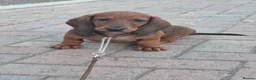 Dachshund dogs for sale: Kc registered standard smooth boy - Advert 1
