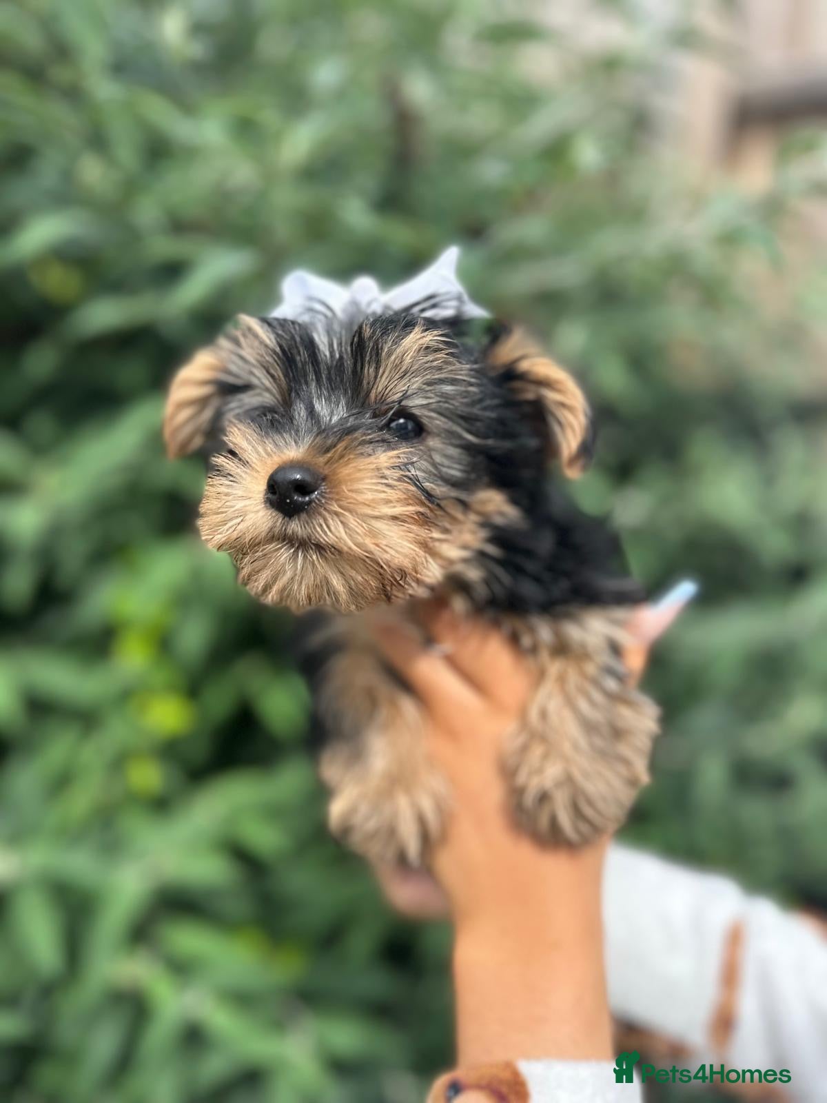 Yorkshire Terrier dogs for sale: Beautiful Yorkshire terrier puppy’s ready now - Advert 17