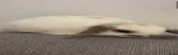 Mini Lop rabbits for sale: Mini lop bunny  - Advert 3
