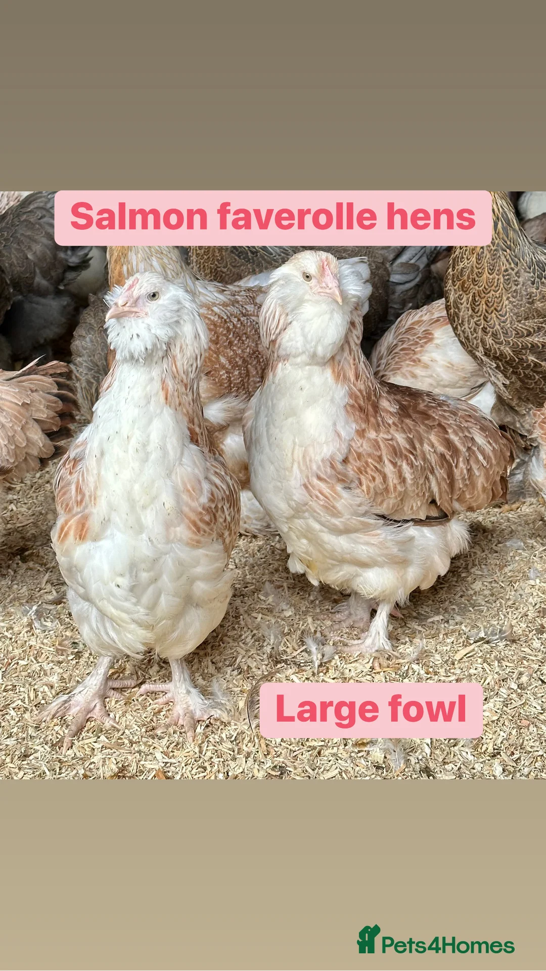 Chickens poultry for sale: Pure breed bantam hens at point of lay - Advert 21