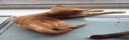 Mixed Breed cats for sale: 3 Beautiful Ginger Mix Siamese Boys Ready Now - Advert 8