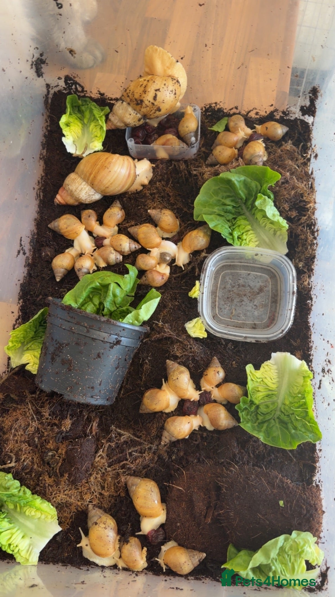 Snails invertebrates African Land Snails  - Advert 2