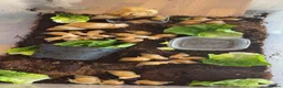 Snails invertebrates for sale: African Land Snails  in Bridgwater - Advert 1