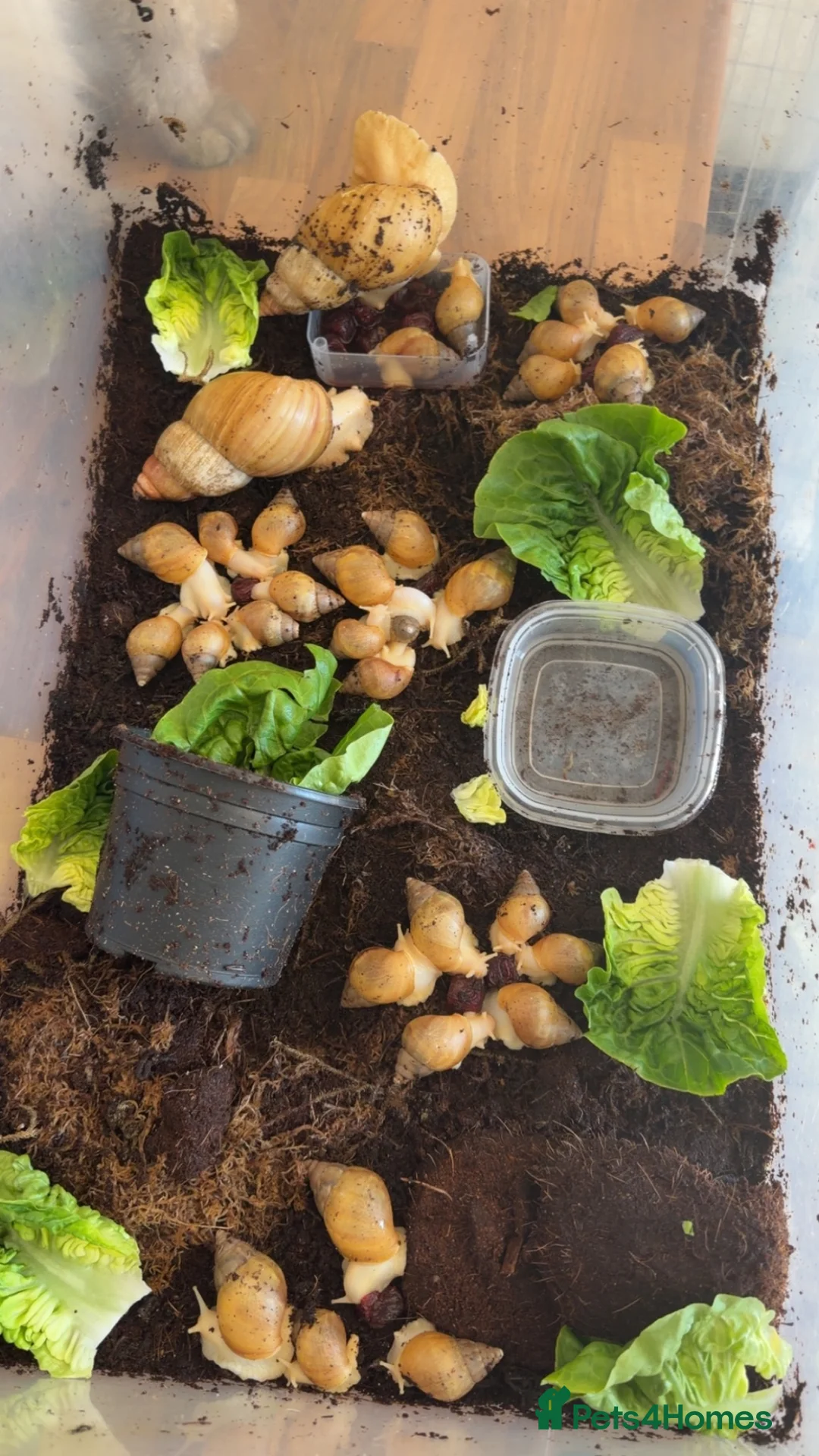 Snails invertebrates for sale: African Land Snails  in Bridgwater - Advert 1