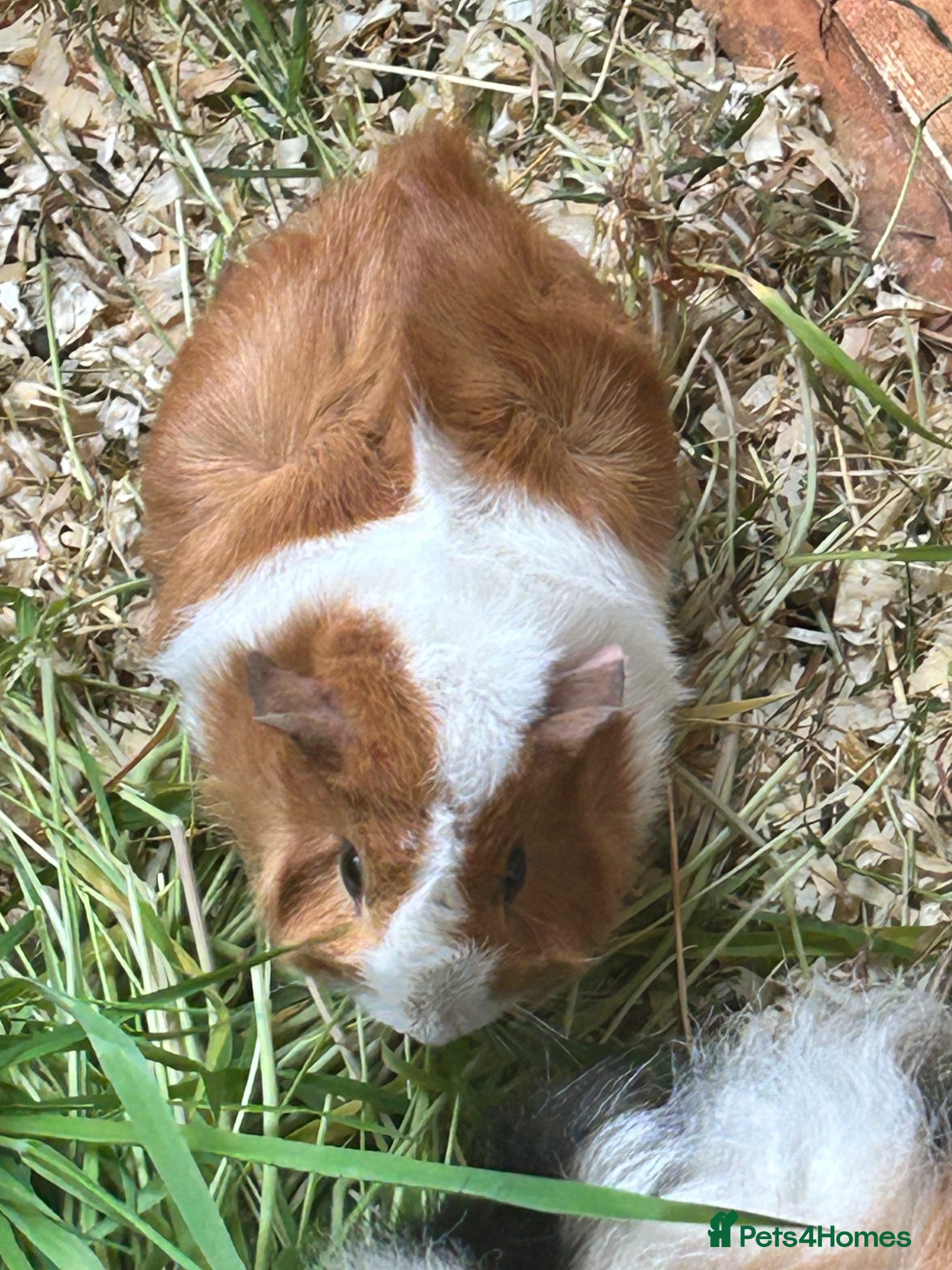 Guinea Pig rodents Baby Guinea pigs - Advert 20