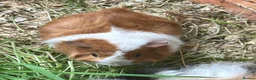 Guinea Pig rodents for sale: Baby Guinea pigs - Advert 1