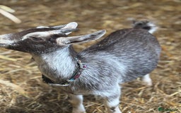 Goats livestock for sale: pygmy goats - Image 3