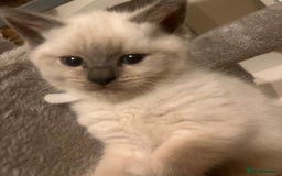British Shorthair cats for sale: Adorable British Shorthair Kittens for sale!  - Image 4