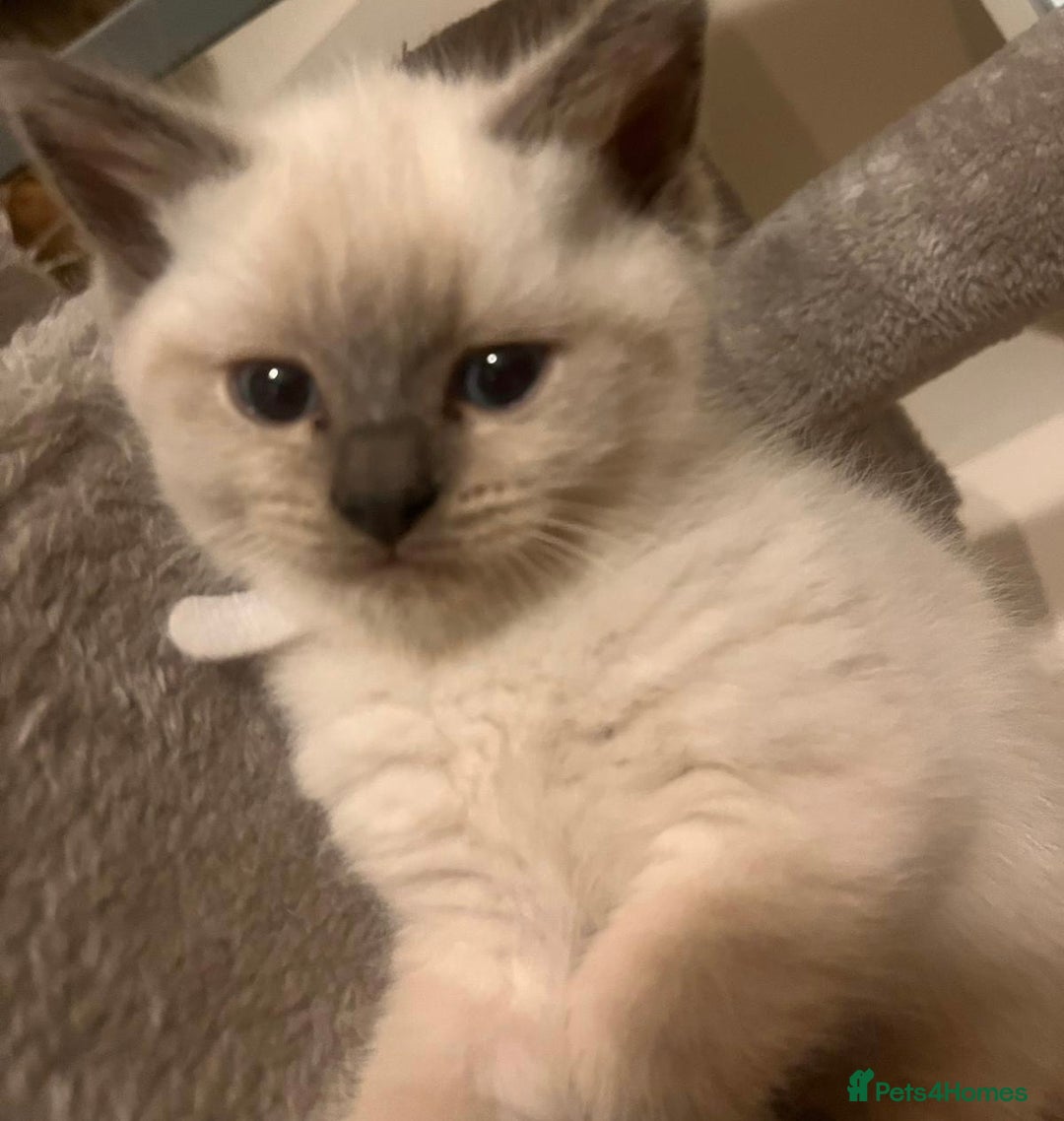British Shorthair cats for sale: Adorable British Shorthair Kittens for sale!  - Image 4