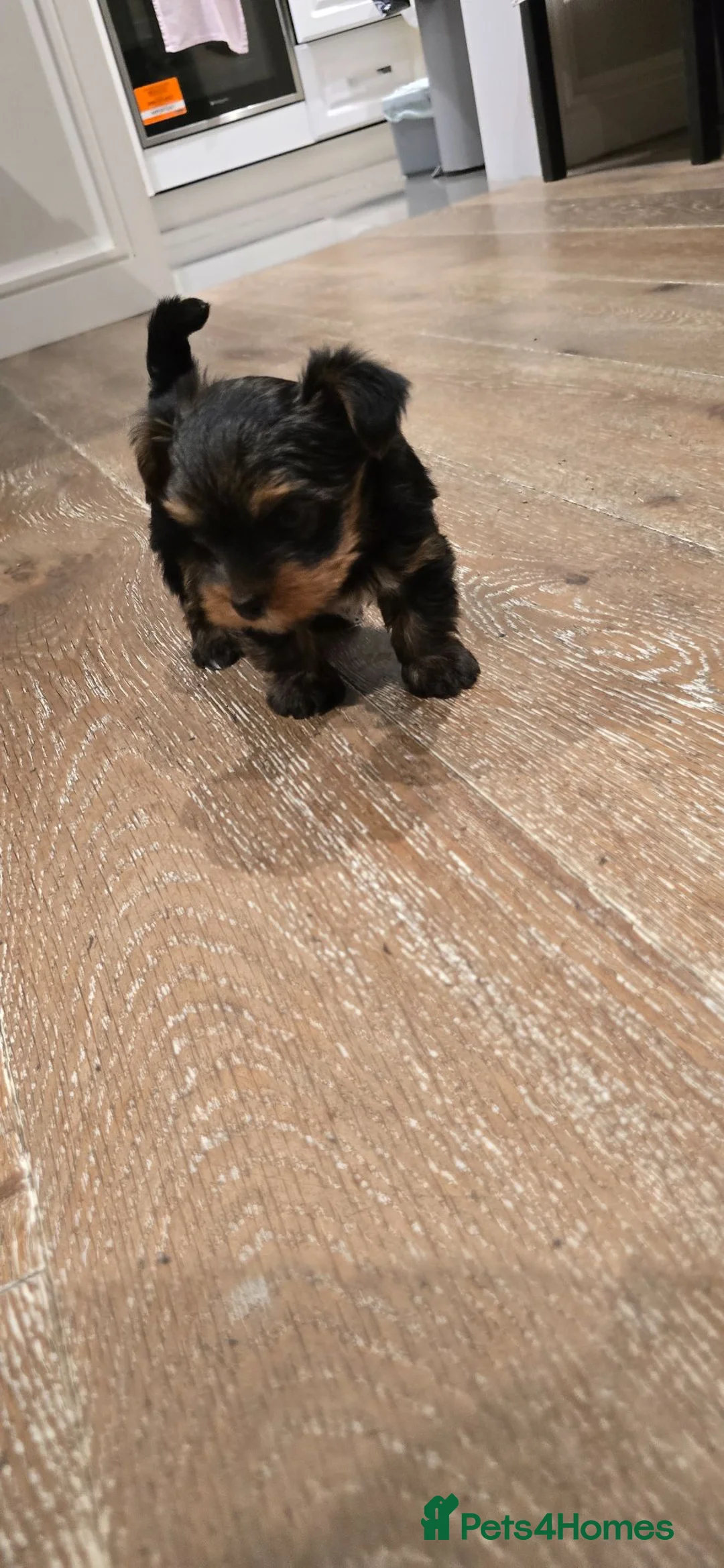Yorkshire Terrier dogs for sale: Mini Yorkshire Terrier - Advert 2