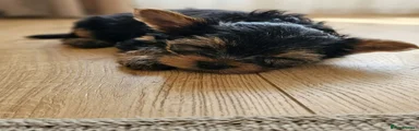 Yorkshire Terrier Archie