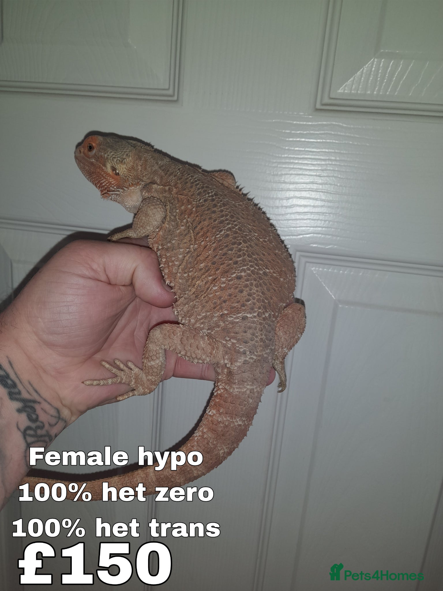 Bearded Dragon reptiles TWO PROVEN BREEDERS FOR SALE - Advert 1