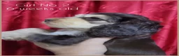 Cocker Spaniel dogs for sale: KC Sired Show Cocker Spaniels puppies| Champ Lines - Advert 23