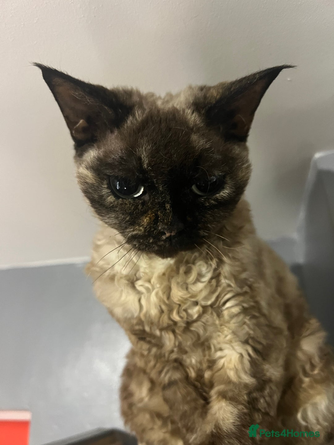 Devon Rex cats for sale: Devon Rex  - Image 1