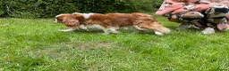 Cavalier King Charles Spaniel dogs for sale: 2 retired dogs Cavalier King Charles / poodle - Advert 3