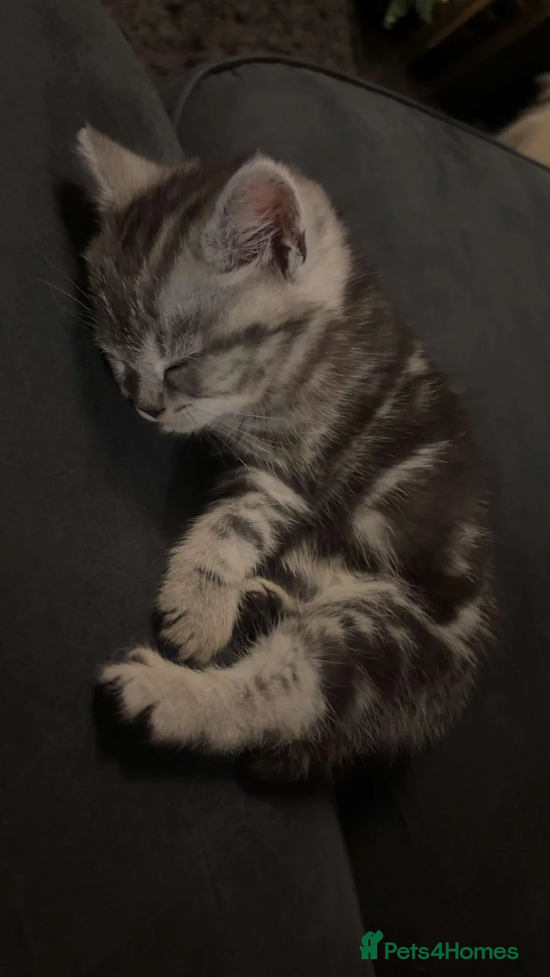 Mixed Breed cats for sale: 4 gorgeous siberain mix kittens - Advert 5