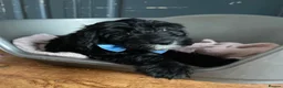 Cockapoo dogs for sale: 🐶READY TO LEAVE NOW 🐶 beautiful cockapoos  - Advert 22