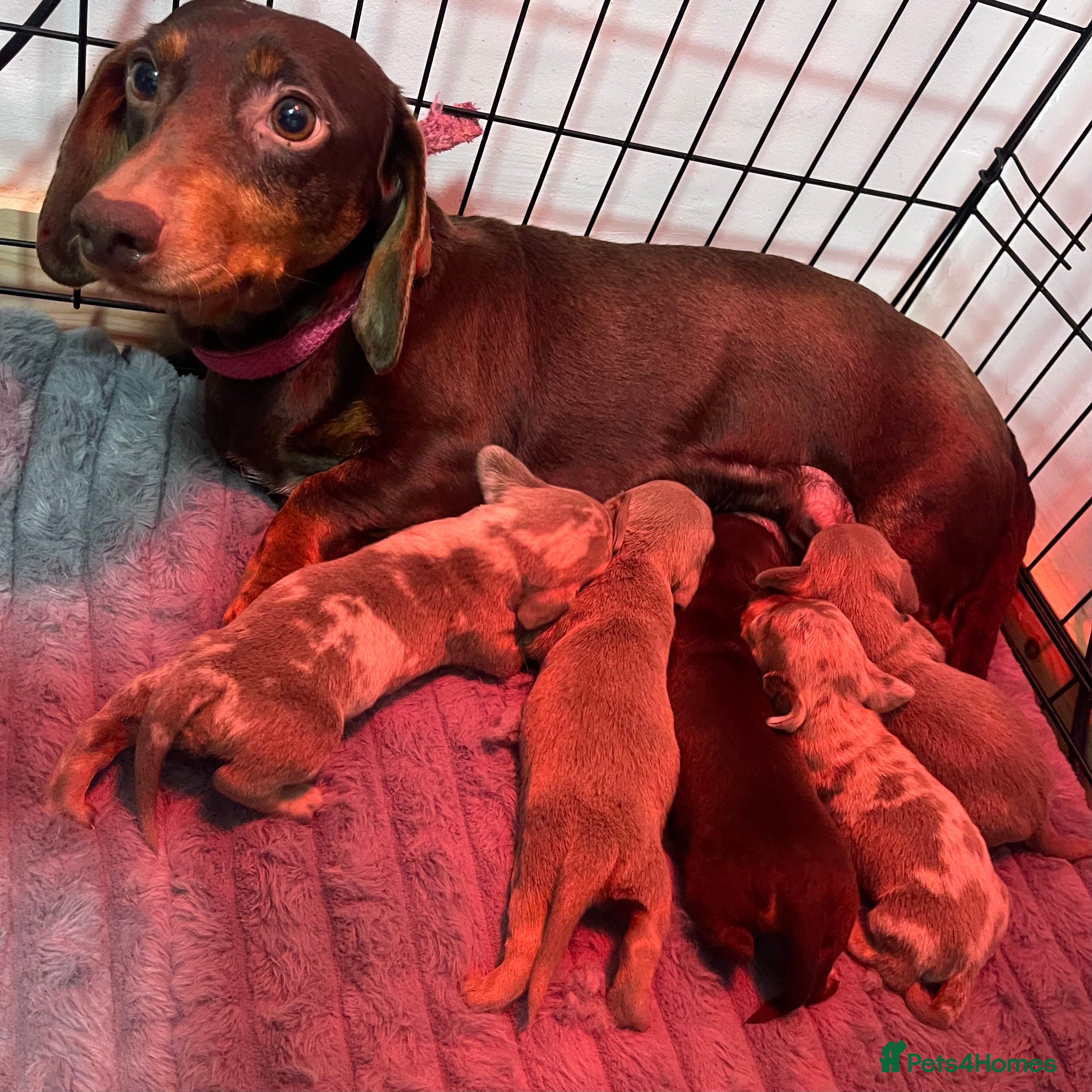 Dachshund dogs Stunning Dapple & Isabella Dachshunds  - Advert 5