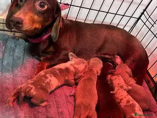 Dachshund dogs Stunning Dapple & Isabella Dachshunds - Advert 5