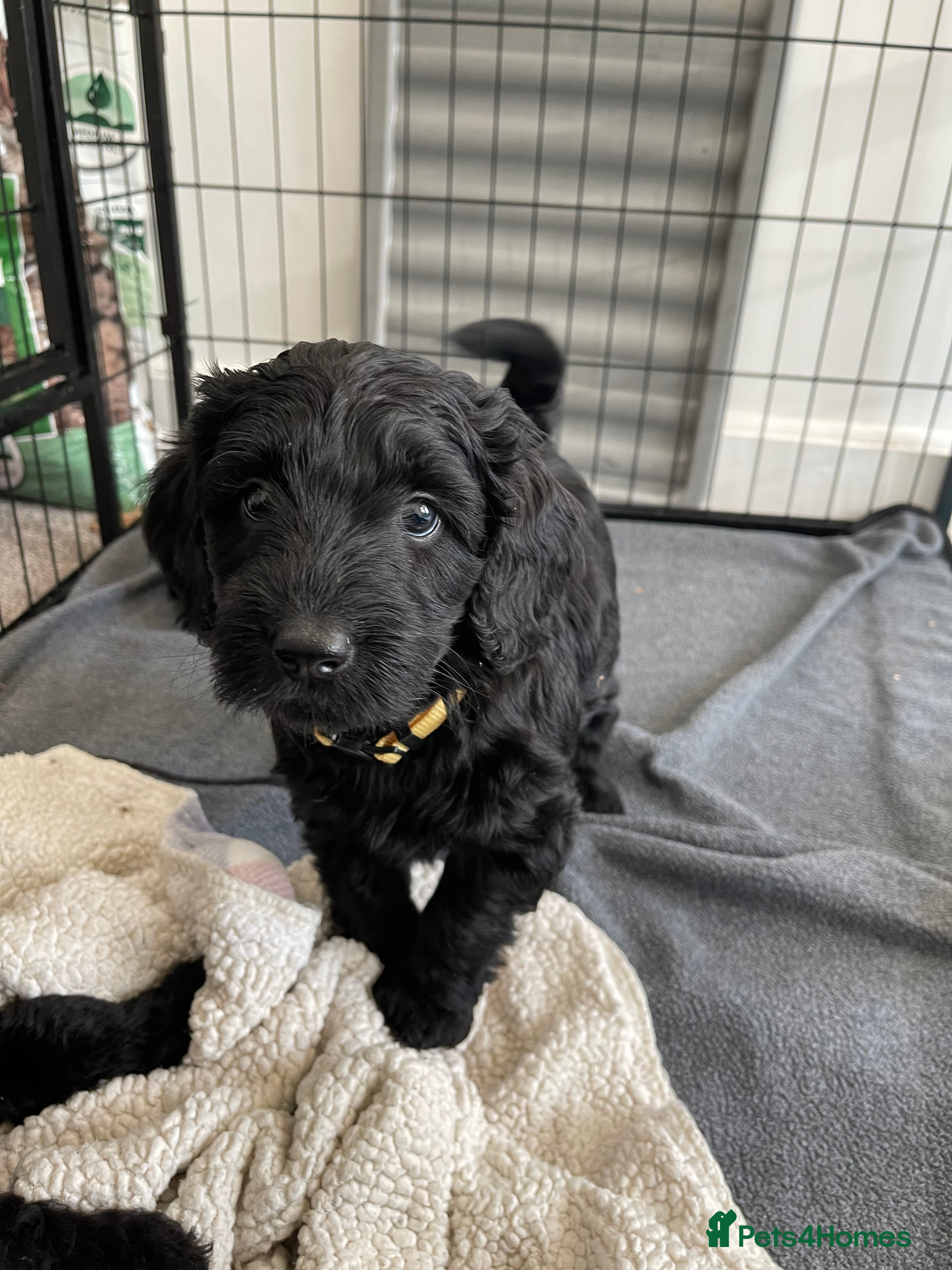 Labradoodle dogs ⭐️ Last 2 Girls - Ready Now⭐️ - Advert 5