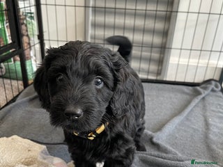 Labradoodle dogs ⭐️ Last 2 Girls - Ready Now⭐️ - Advert 5