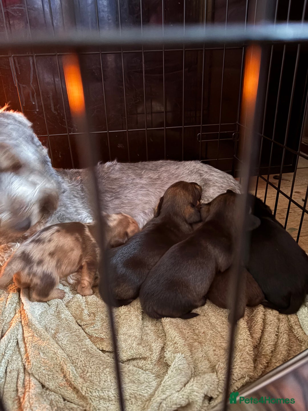 Mixed Breed dogs for sale: Dorkie puppies - Image 23