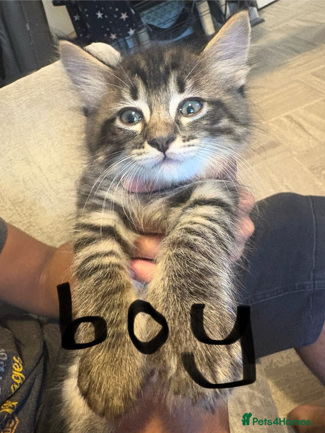 Mixed Breed cats for sale: Kittens  - Image 1