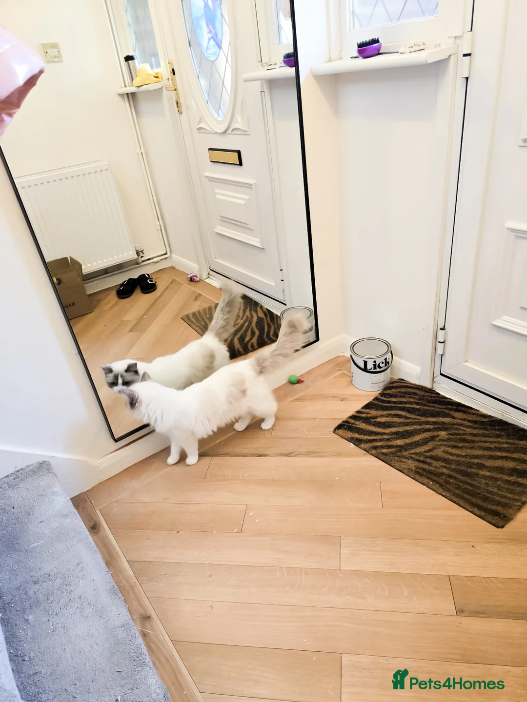 Ragdoll cats for sale: Blue Bi Colour Ragdoll - 16 months old in Purley - Advert 2