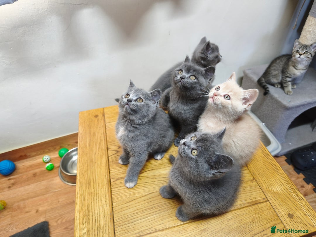 British Shorthair cats for sale: British Shorthair Kittens Imported Parents  - Advert 24