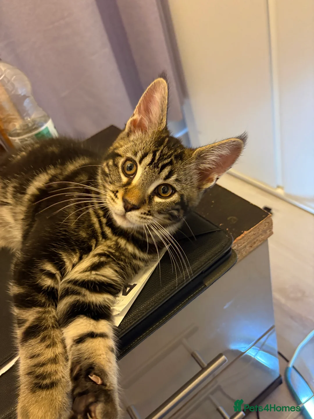 Maine Coon cats for sale: Maine Coon Kittens — Fluffy, Friendly - Advert 9