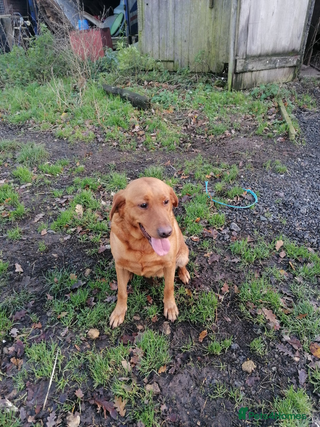 Labrador Retriever dogs for sale: Beautiful fox red bitch reeva  - Advert 2