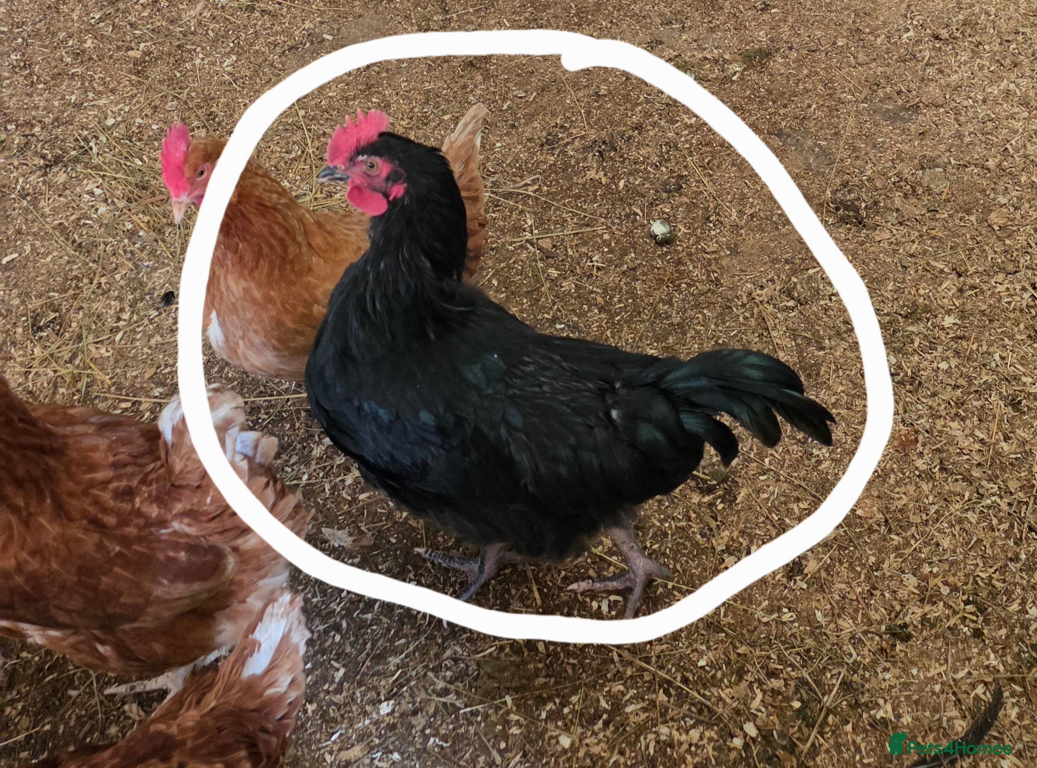 Chickens poultry 4 cockrals  in Ossett - Advert 2