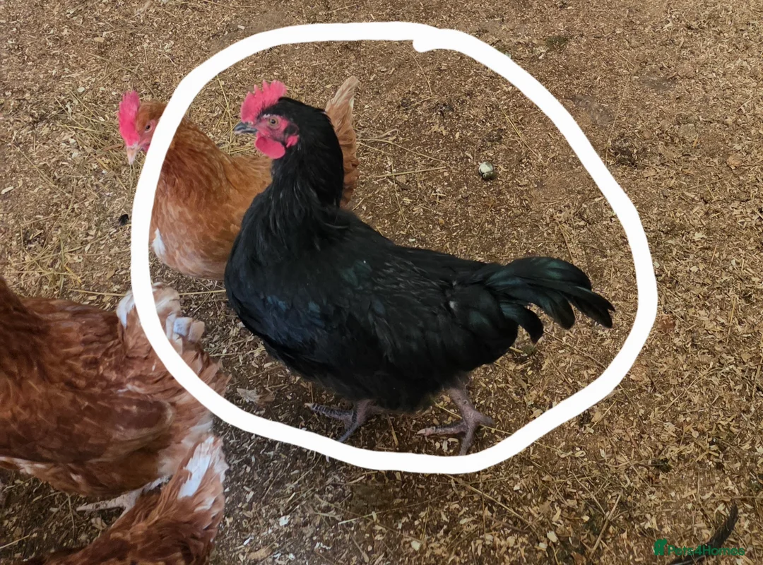 Chickens poultry for sale: 4 cockrals  in Ossett - Advert 1